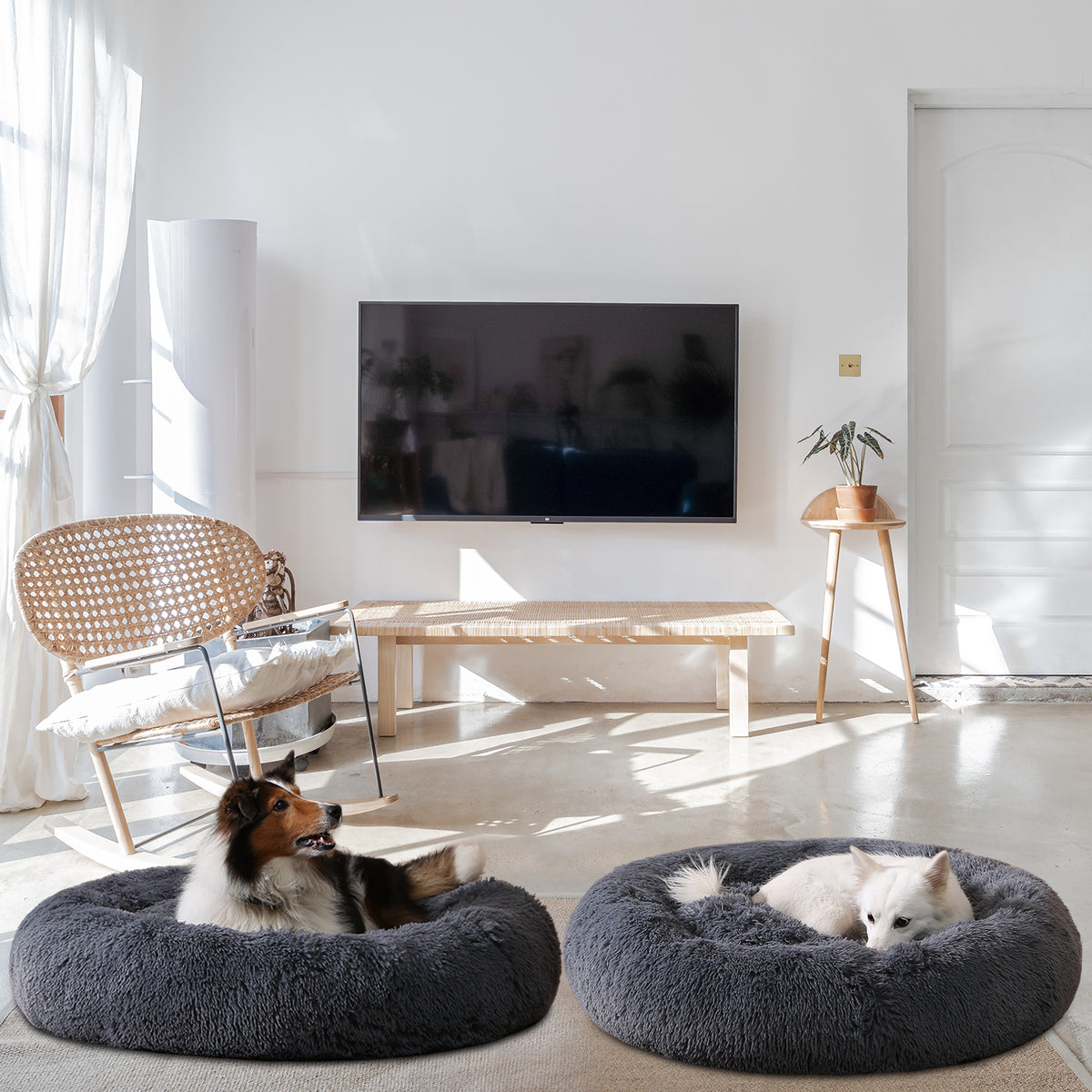 Deux chiens dans leurs paniers donut dans un salon lumineux