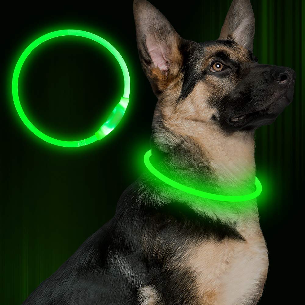Collier LED vert sur chien la nuit