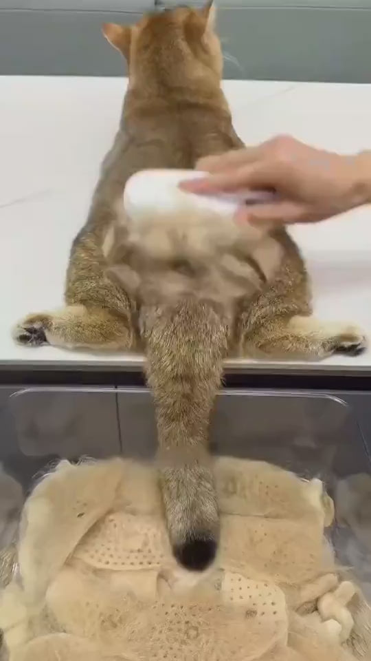 Démonstration de la brosse vapeur sur un chat