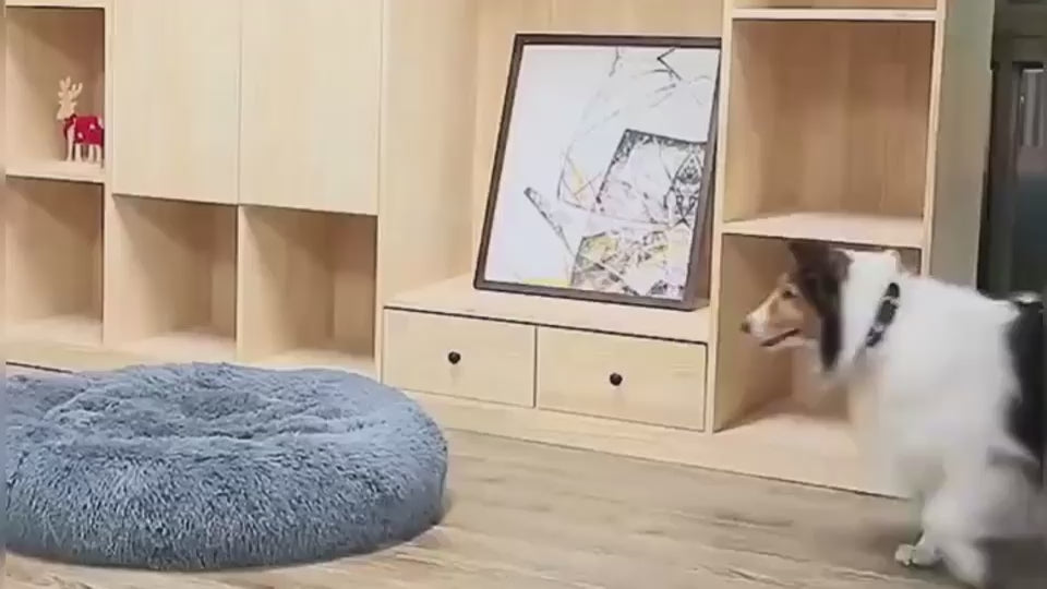 Vidéo : chiens qui se blottissent dans le panier apaisant donut